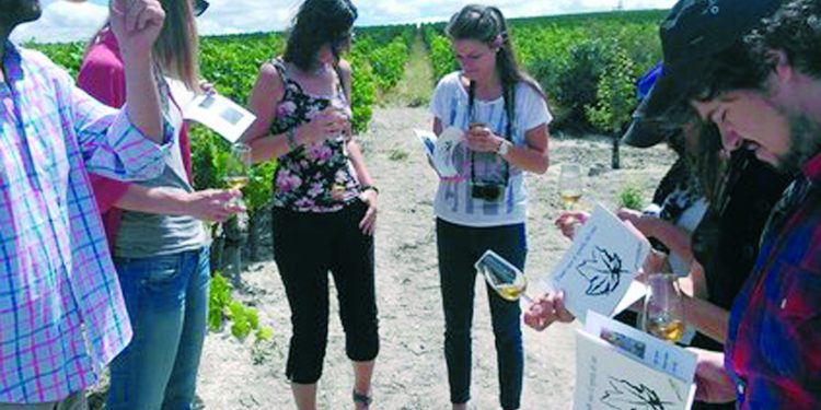 Un viaje singular al origen del vino